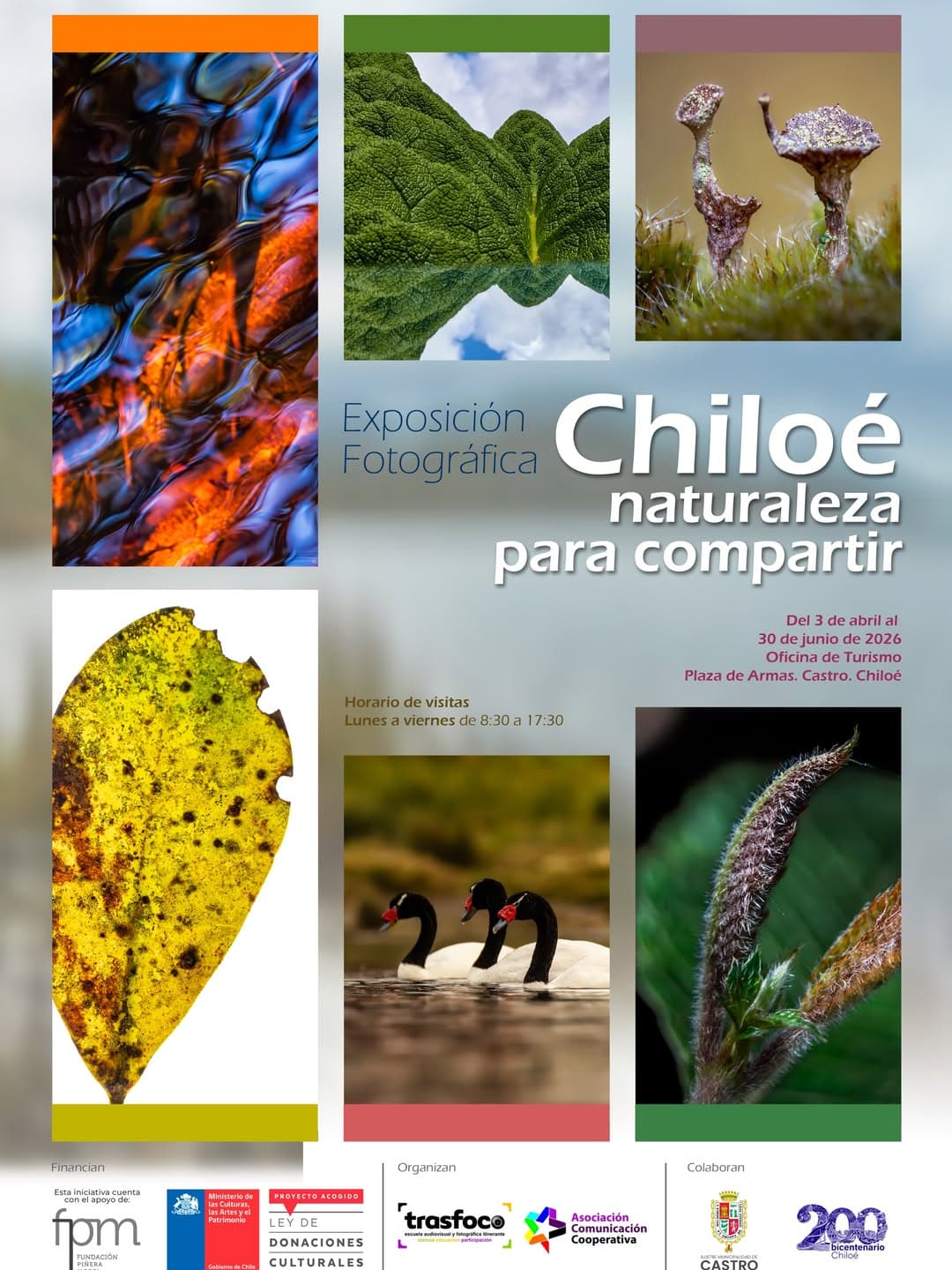 🌿📸 Exposición Fotográfica: Chiloé, naturaleza para compartir